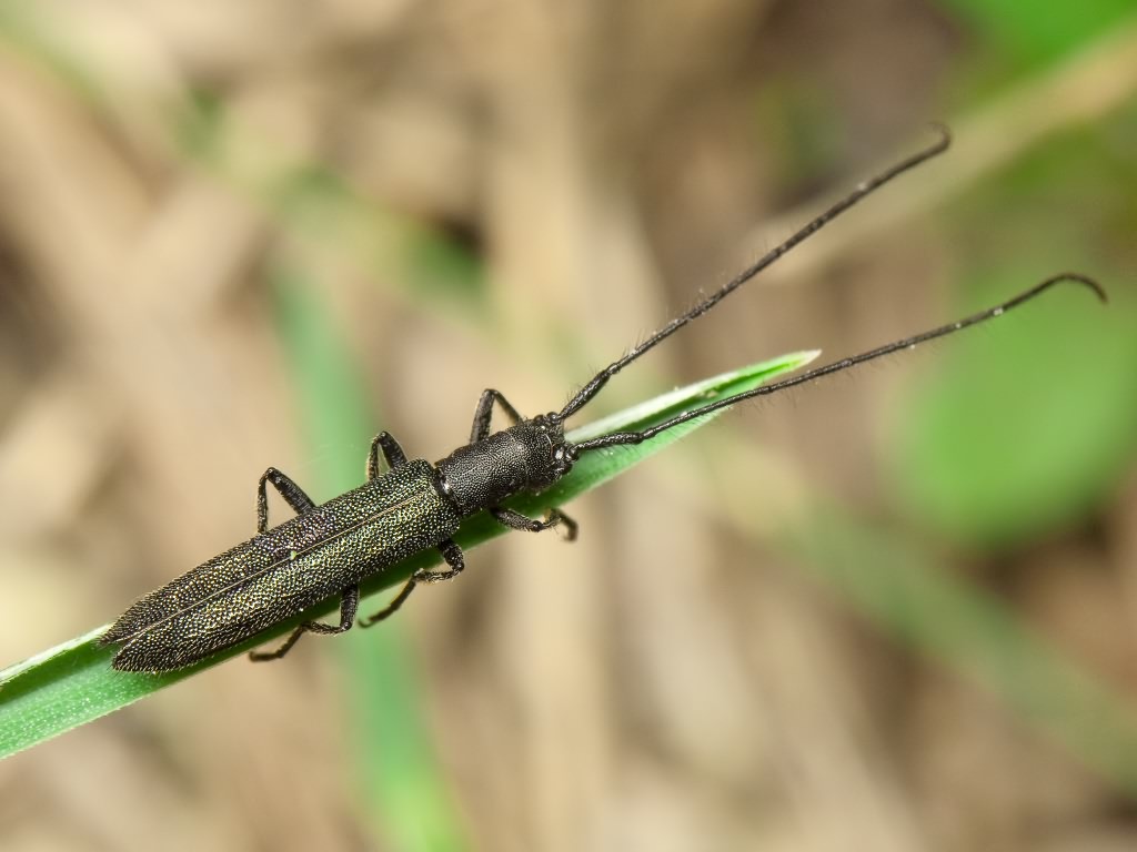 Theophilea subcylindricollis Hladil, 1988